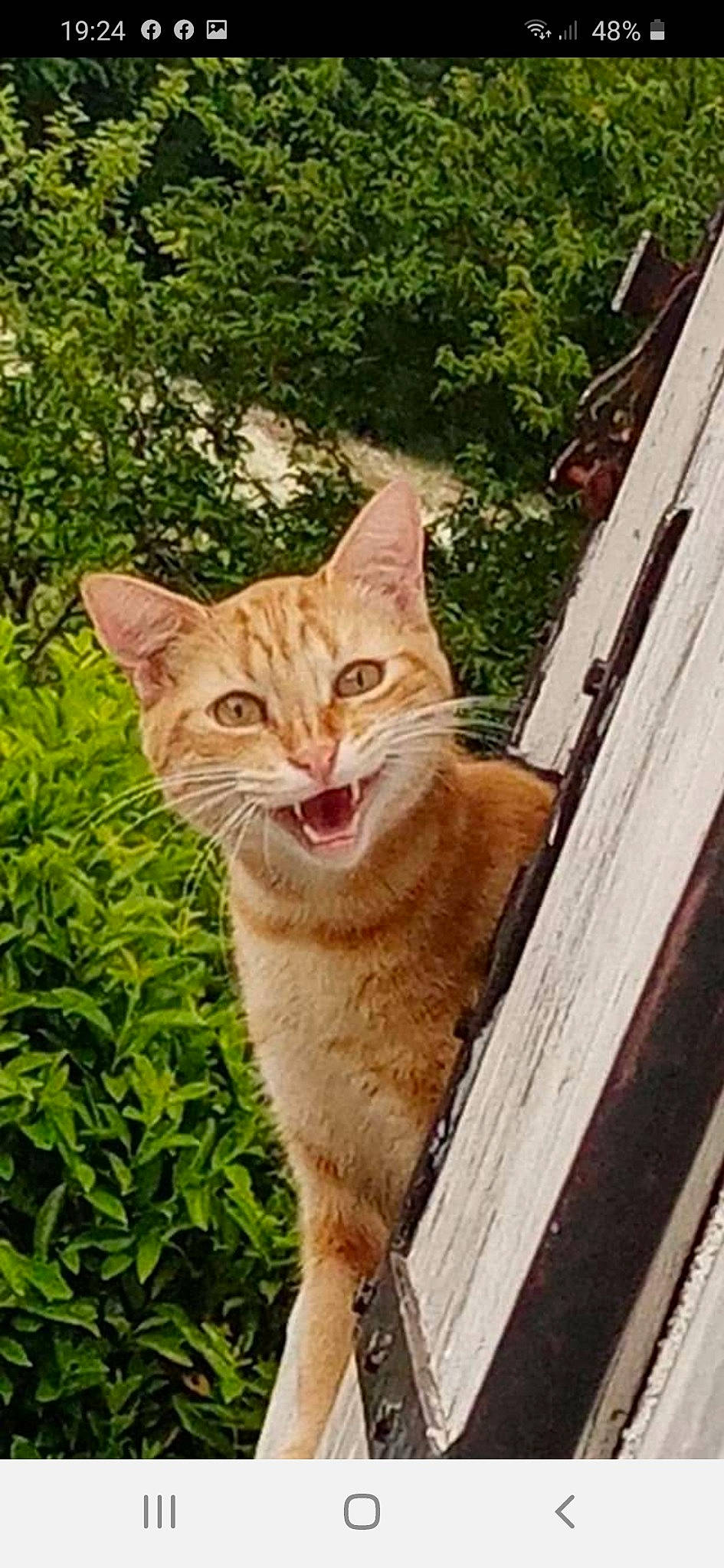 Caramel a rejoint le concours — aidez-le/la à gagner de superbes lots ! aegean_cat, asian, carnivore, cat, domestic_short_haired_cat, european_shorthair, facial_expression, fawn, felidae, grass, kitten, mammal, small_to_medium_sized_cats, snout, tabby_cat, tail, tree, whiskers, wild_cat, window