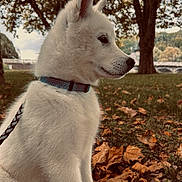Arkan a rejoint le concours — aidez-le/la à gagner de superbes lots ! animal, autumn, collar, cute, dog, fall, grass, leash, leaves, nature, outdoor, park, pet, profile, puppy, side_view, sitting, tree, white_fur, young_dog