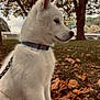 animal, autumn, collar, cute, dog, fall, grass, leash, leaves, nature, outdoor, park, pet, profile, puppy, side_view, sitting, tree, white_fur, young_dog