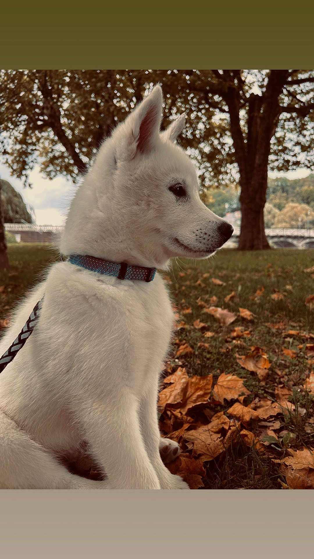 Arkan a rejoint le concours — aidez-le/la à gagner de superbes lots ! animal, autumn, collar, cute, dog, fall, grass, leash, leaves, nature, outdoor, park, pet, profile, puppy, side_view, sitting, tree, white_fur, young_dog