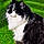 Caline