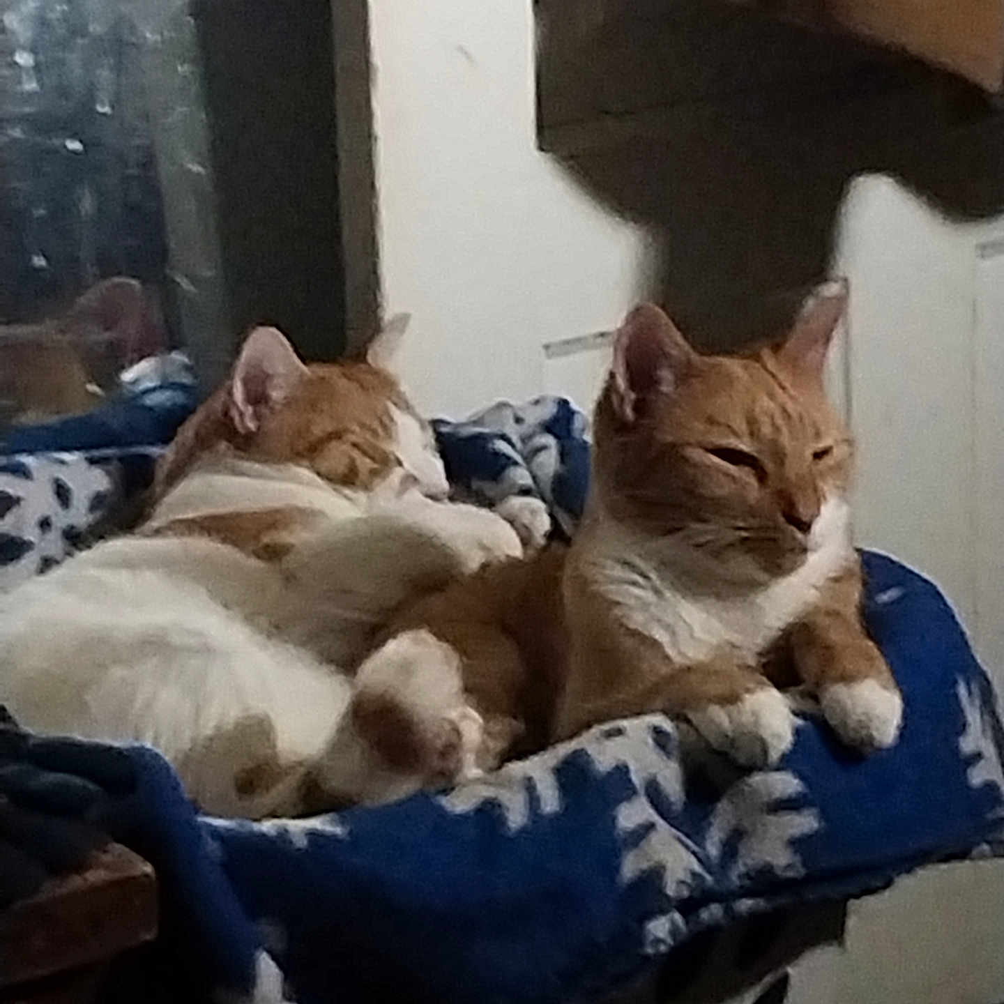 Boogie And Sherbert