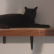 Boogie And Sherbert is registered to the contest to win money with this photo: animal, black_cat, calm, cat, dark, domestic, feline, household, indoor, minimalist, pet, quiet, relaxing, resting, shadow, shelf, still_life, texture, wall, wood