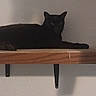 animal, black_cat, calm, cat, dark, domestic, feline, household, indoor, minimalist, pet, quiet, relaxing, resting, shadow, shelf, still_life, texture, wall, wood