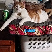 Sherbet joined the competition — help win amazing prizes! cat, orange_cat, white_cat, animal, pet, feline, lounging, sitting, relaxed, portrait, indoors, laundry_basket, cushion, blanket, furniture, wooden_cabinet, home, blue_text, text_overlay, casual_photo