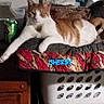 cat, orange_cat, white_cat, animal, pet, feline, lounging, sitting, relaxed, portrait, indoors, laundry_basket, cushion, blanket, furniture, wooden_cabinet, home, blue_text, text_overlay, casual_photo