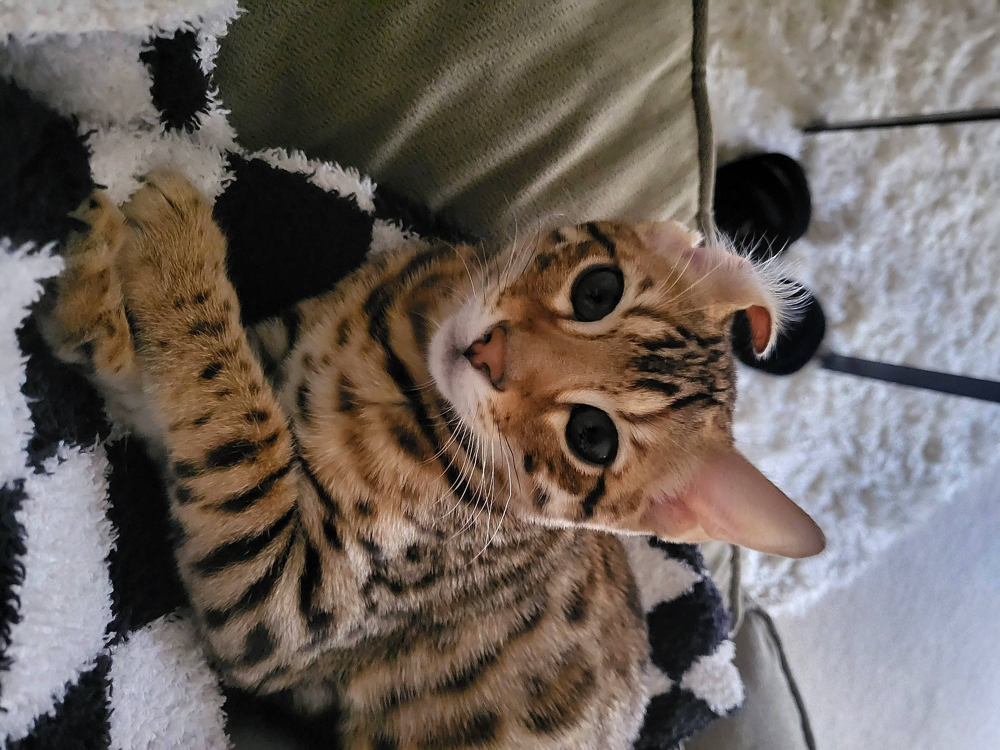 Stachio joined the competition — help win amazing prizes! big_cats, carnivore, cat, claw, comfort, eye, felidae, foot, fur, head, leopard, natural_material, ocelot, pattern, small_to_medium_sized_cats, snout, terrestrial_animal, toy, whiskers, wildlife