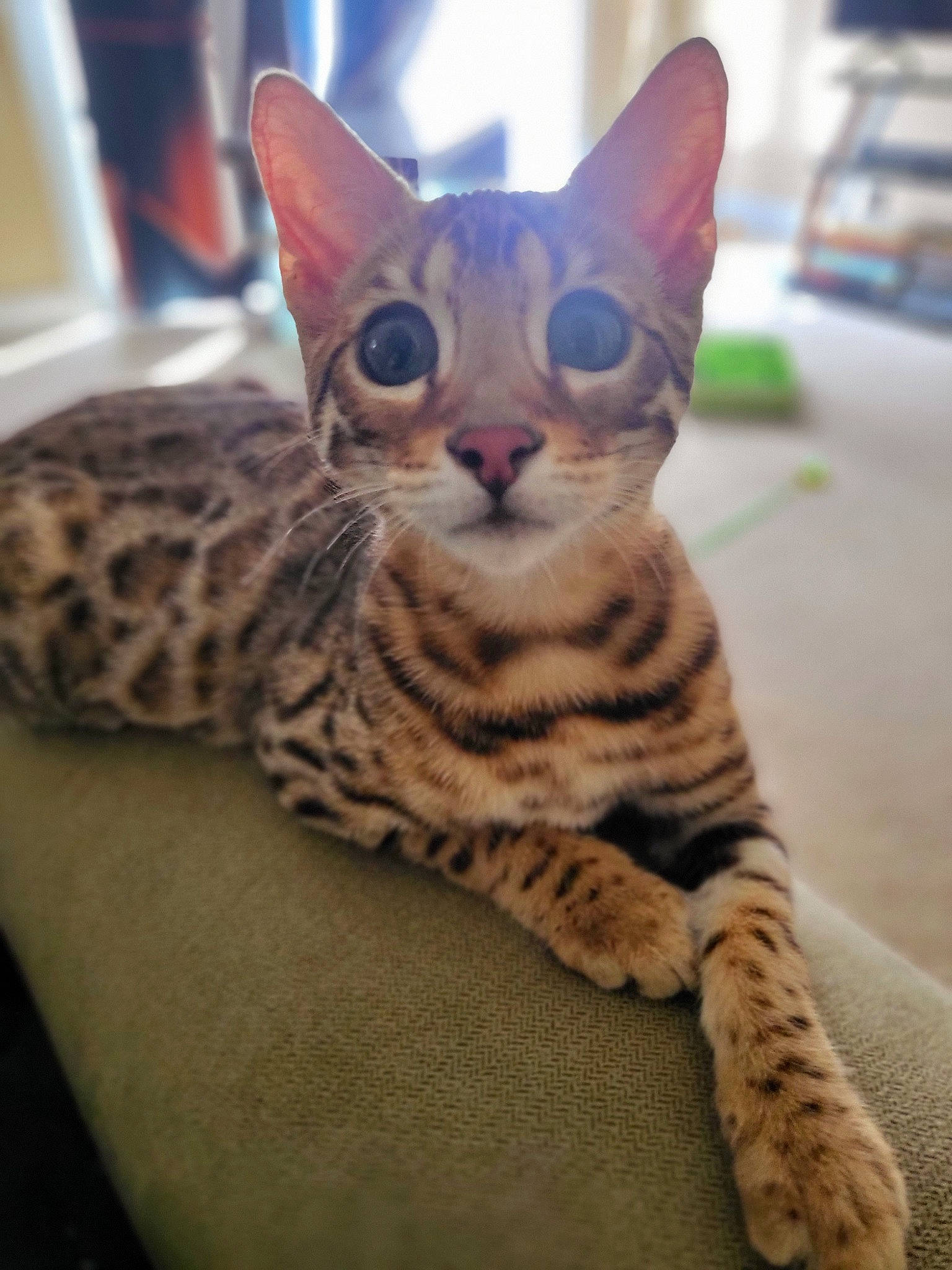 Stachio joined the competition — help win amazing prizes! carnivore, cat, comfort, domestic_short_haired_cat, felidae, fur, head, paw, small_to_medium_sized_cats, snout, tail, terrestrial_animal, whiskers, wildlife