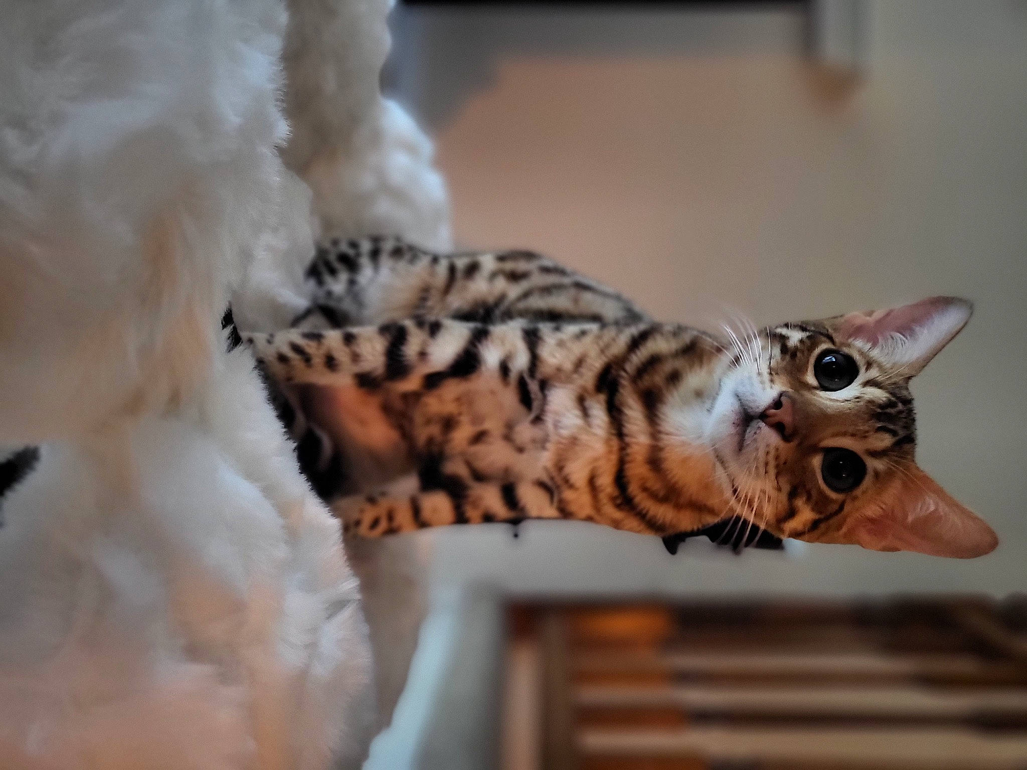 Stachio joined the competition — help win amazing prizes! art, artifact, beak, bird, bird_of_prey, carnivore, eye, fawn, feather, felidae, owl, small_to_medium_sized_cats, snout, tail, terrestrial_animal, toy, whiskers, window, wing, wood