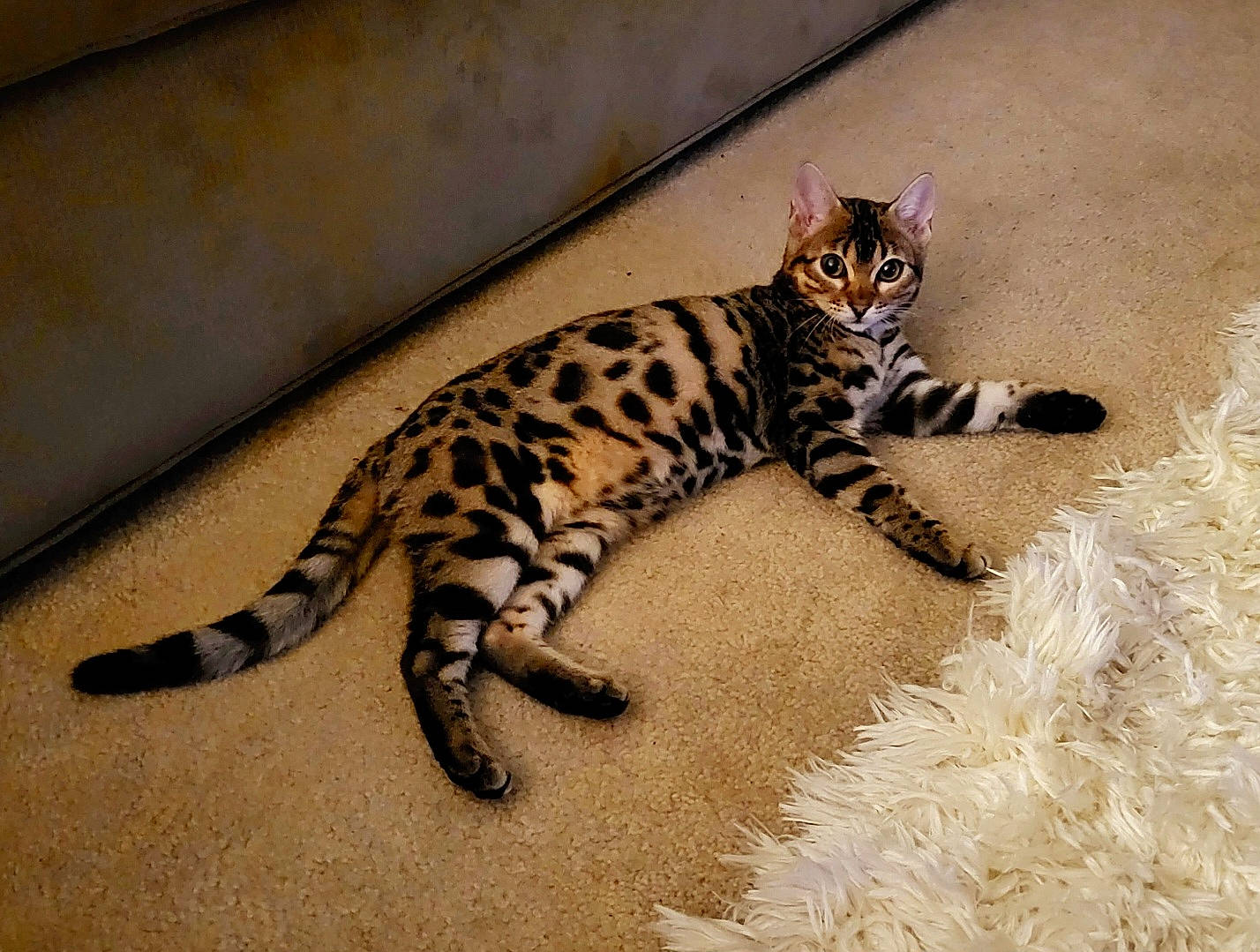 Lulu is registered to the contest to win money with this photo: big_cats, carnivore, cat, claw, comfort, domestic_short_haired_cat, fawn, felidae, flooring, foot, fur, ocelot, paw, small_to_medium_sized_cats, snout, tail, terrestrial_animal, whiskers, wildlife, wood