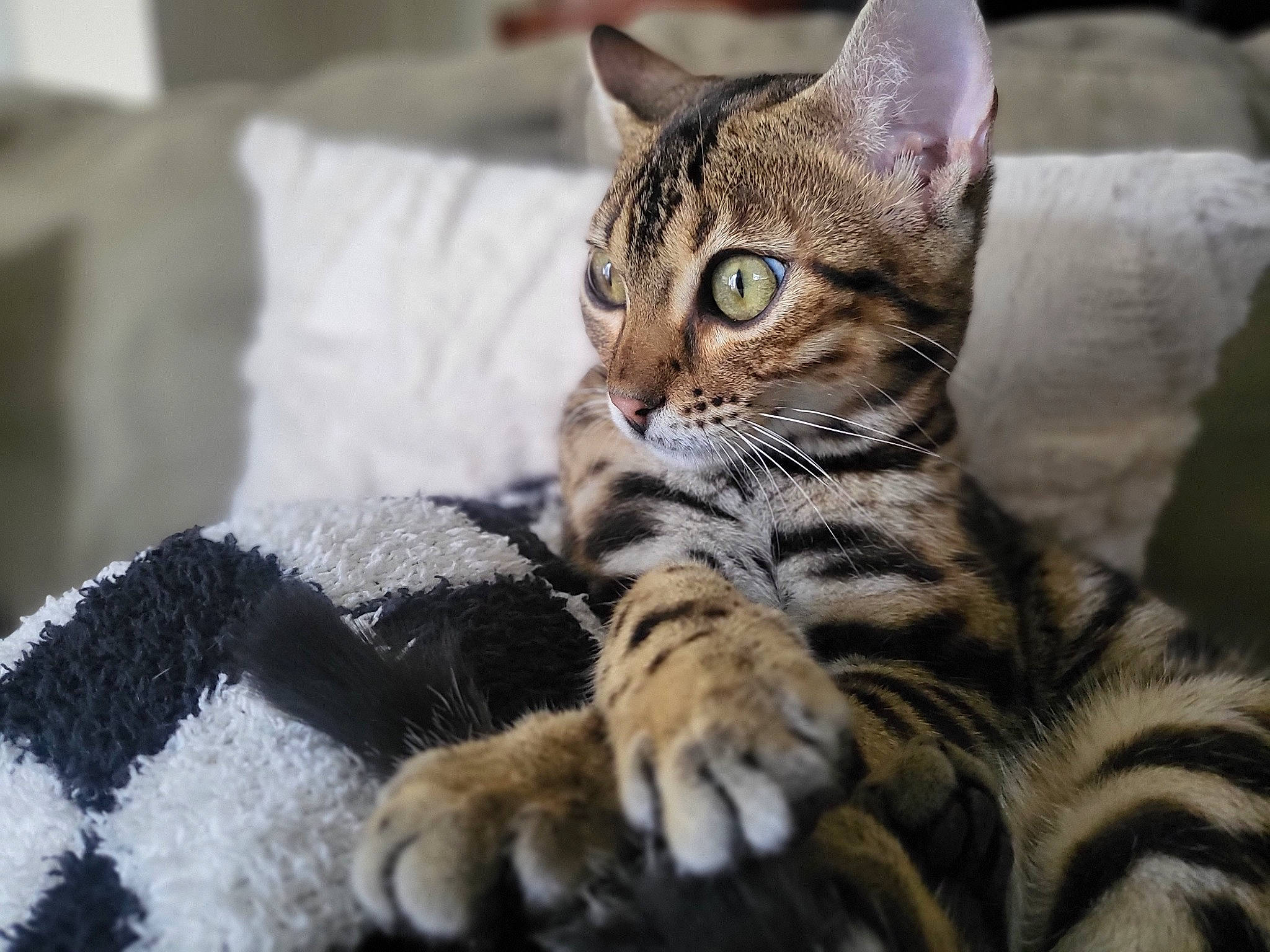Lulu joined the competition — help win amazing prizes! carnivore, cat, claw, comfort, couch, domestic_short_haired_cat, felidae, fur, linens, paw, pillow, small_to_medium_sized_cats, snout, terrestrial_animal, throw_pillow, tree, whiskers, wildlife