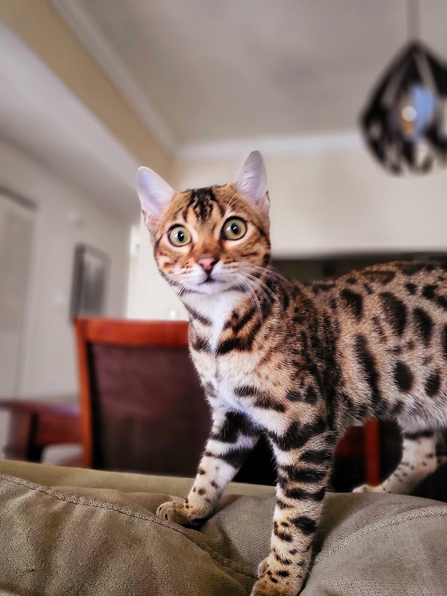 Lulu is registered to the contest to win money with this photo: carnivore, cat, comfort, domestic_short_haired_cat, eye, felidae, fur, linens, sitting, small_to_medium_sized_cats, snout, terrestrial_animal, whiskers, wildlife