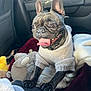 Bali joined the competition — help win amazing prizes! dog, french_bulldog, pet, sweater, car_interior, blanket, toy, happy, tongue_out, black_fur, seat, cozy, indoors, close_up, animal, cute, small_dog, clothing, paw, car_seat