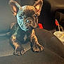dog, puppy, french_bulldog, brindle, car_seat, black_seat, pet, animal, cute, ears, face, paws, indoor, seatbelt_clip, drink_cup, straw, looking_at_camera, young_animal, closeup, adorable