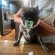 Bali joined the competition — help win amazing prizes! dog, pacifier, person, kitchen, wooden_floor, indoor, pet, brindle_coat, table, hand, casual_clothing, modern_kitchen, appliance, refrigerator, bracelet, ring, flower_petals, light, window, curtain