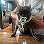 dog, pacifier, person, kitchen, wooden_floor, indoor, pet, brindle_coat, table, hand, casual_clothing, modern_kitchen, appliance, refrigerator, bracelet, ring, flower_petals, light, window, curtain