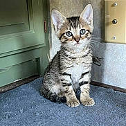 Sebastian joined the competition — help win amazing prizes! kitten, cat, tabby, feline, pet, animal, indoor, carpet, blue_carpet, green_cabinet, wall, power_outlet, cute, small, fur, whiskers, ears, sitting, alert, young
