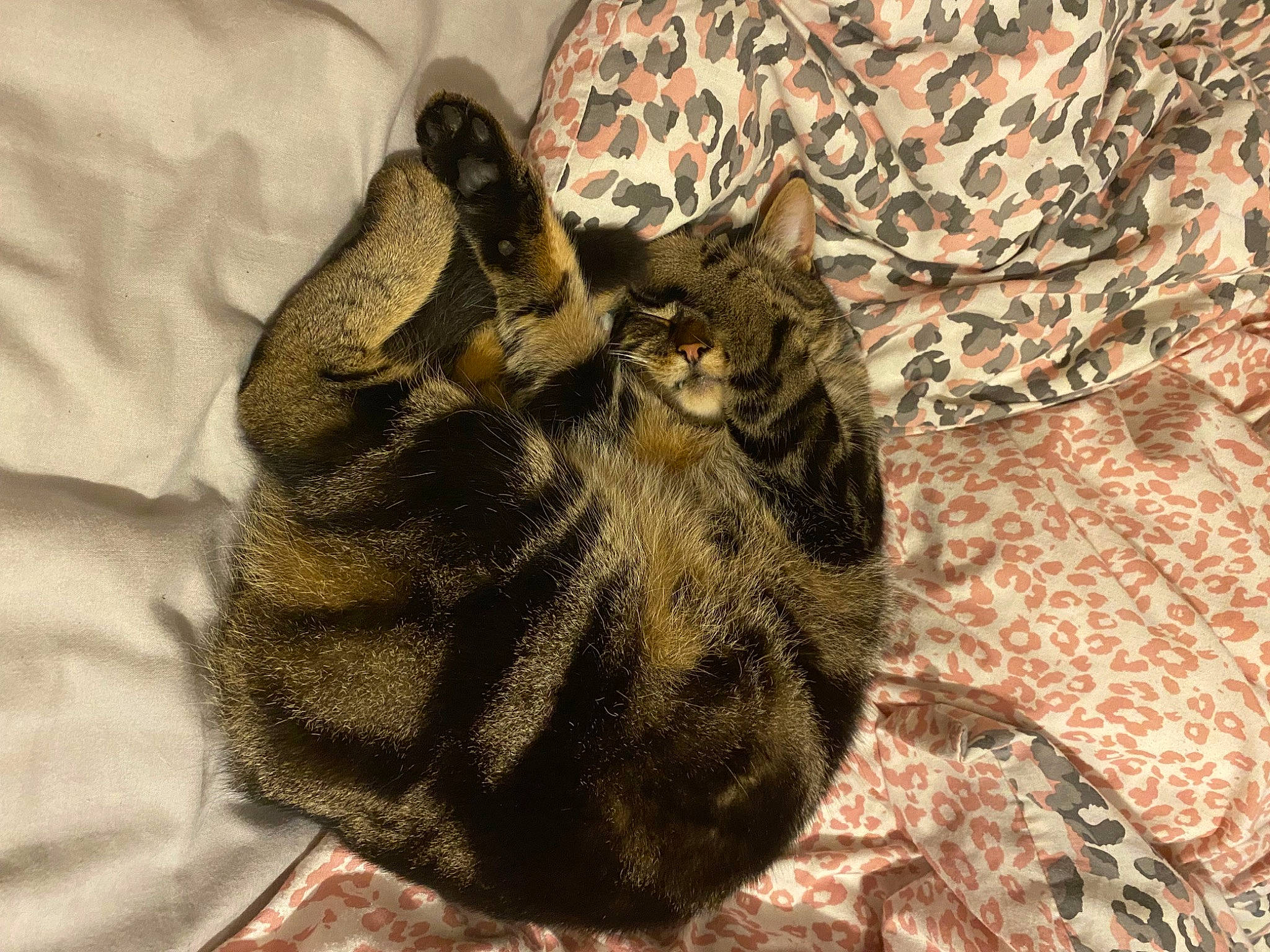 Tinks is registered to the contest to win money with this photo: carnivore, cat, claw, comfort, domestic_short_haired_cat, felidae, fur, grey, mammal, nap, pattern, paw, small_to_medium_sized_cats, tail, terrestrial_animal, tree, whiskers, wildlife