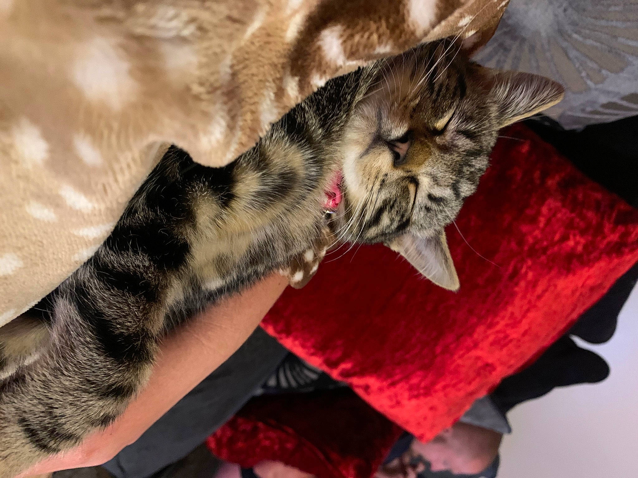 Tinks joined the competition — help win amazing prizes! carnivore, cat, claw, comfort, dog_breed, domestic_short_haired_cat, ear, felidae, foot, fur, gesture, human_leg, nap, paw, small_to_medium_sized_cats, snout, tail, textile, whiskers, yawn