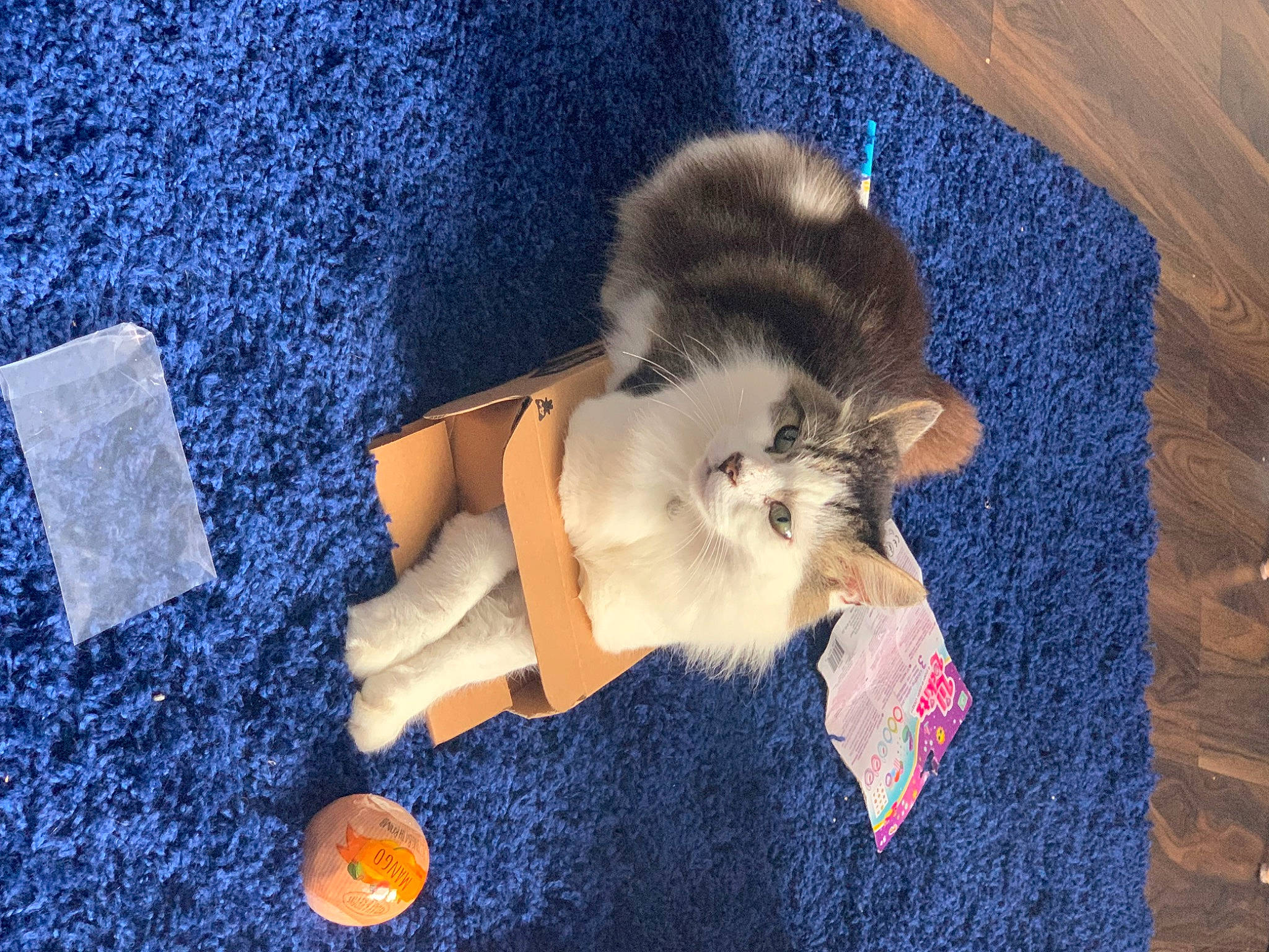 Bubbles joined the competition — help win amazing prizes! canidae, carnivore, cloud, companion_dog, dog_breed, electric_blue, fawn, felidae, flooring, fur, human_leg, paw, sky, small_to_medium_sized_cats, spitz, sporting_group, tail, thigh, vertebrate, whiskers