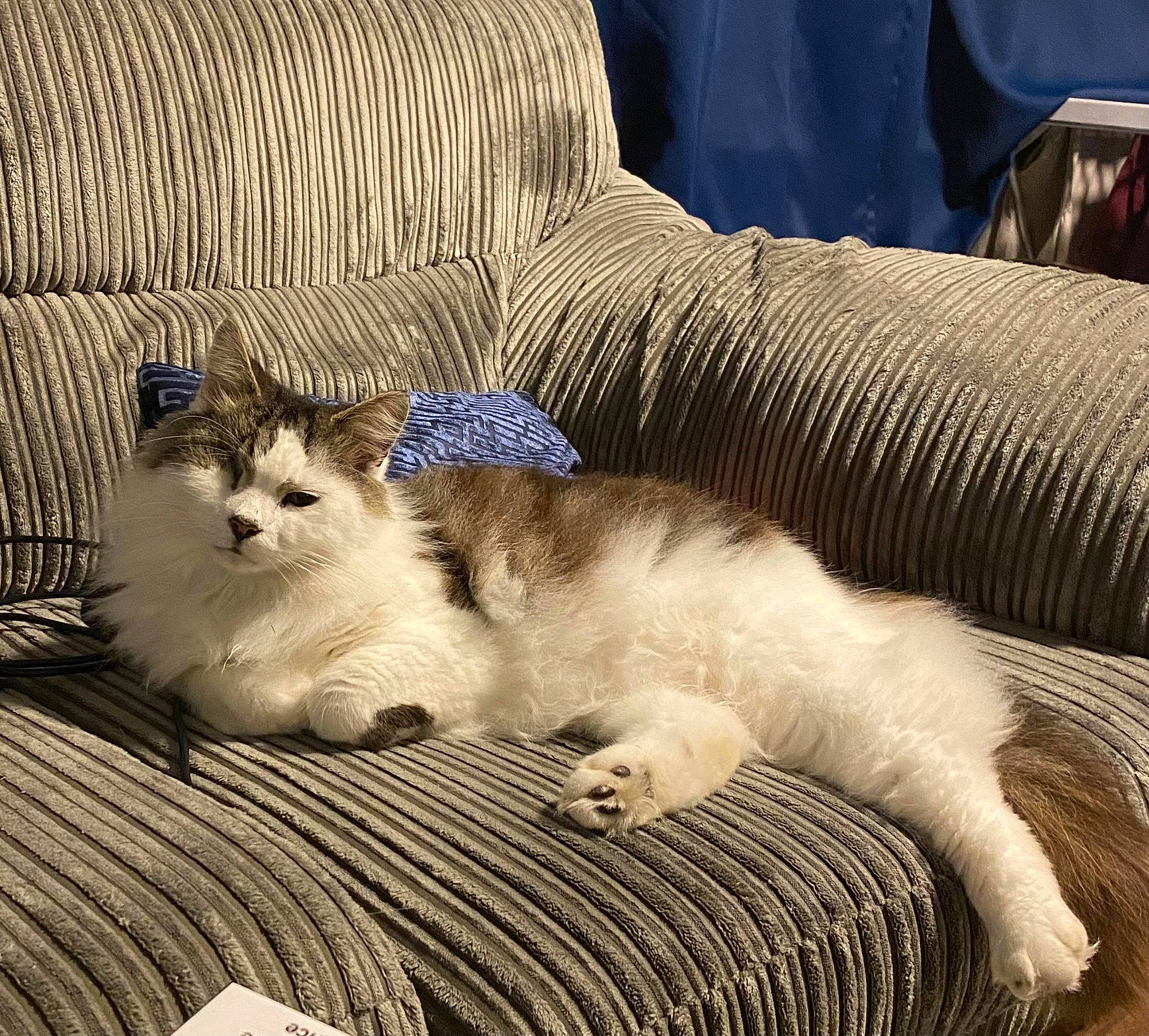 Bubbles joined the competition — help win amazing prizes! carnivore, cat, claw, comfort, domestic_short_haired_cat, felidae, fur, nap, paw, small_to_medium_sized_cats, snout, tail, terrestrial_animal, whiskers