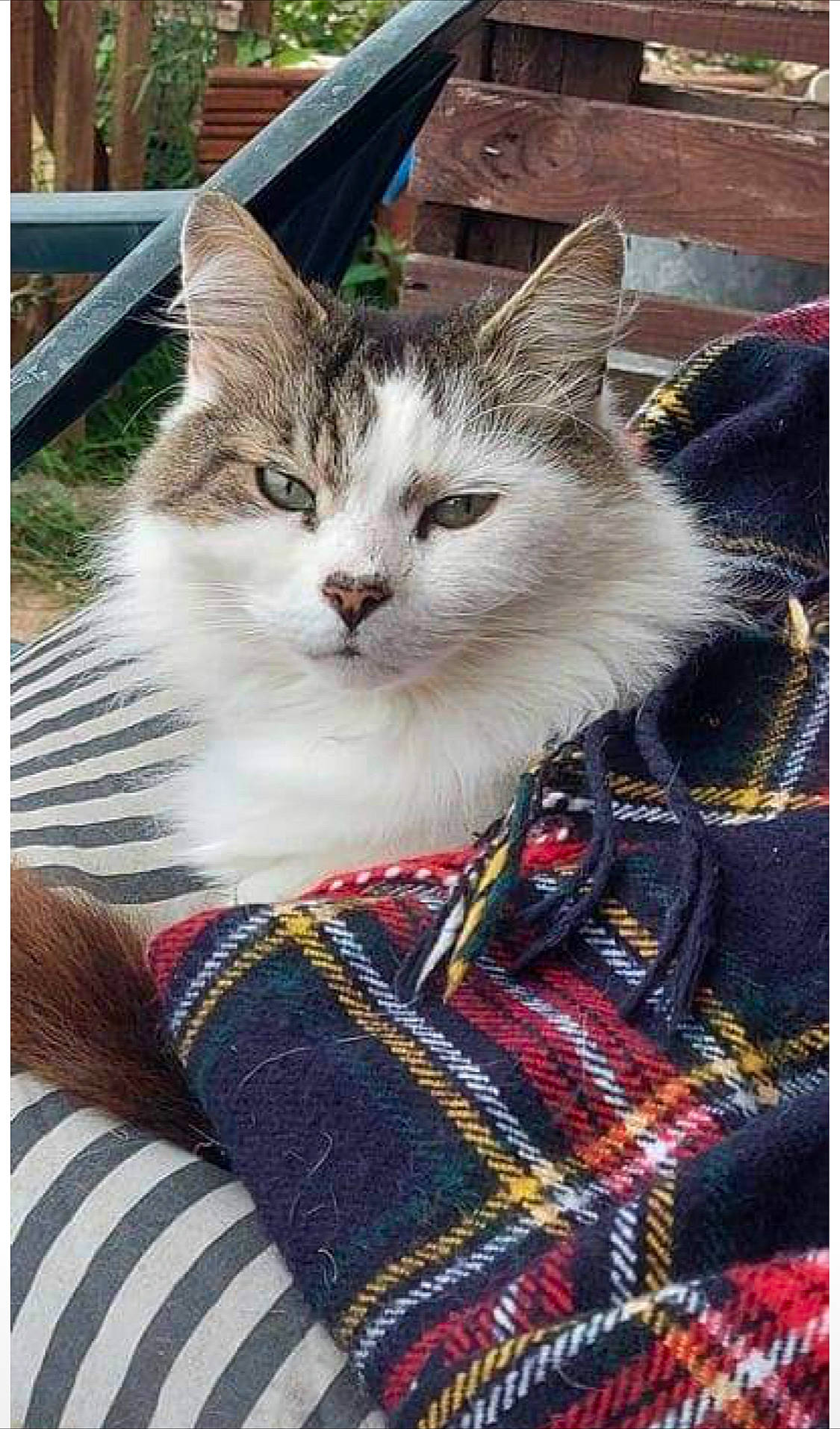 Bubbles joined the competition — help win amazing prizes! art, carnivore, cat, creative_arts, domestic_short_haired_cat, fawn, felidae, fur, pattern, plaid, plant, rectangle, sitting, small_to_medium_sized_cats, tail, tartan, textile, tree, whiskers, wool