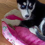 Sadie joined the competition — help win amazing prizes! husky, puppy, dog, blue_eyes, pet_bed, pink, cartoon_pattern, wooden_floor, fur, cute, animal, indoor, resting, young_dog, cozy, domestic_animal, close_up, comfort, relaxing, adorable