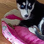 husky, puppy, dog, blue_eyes, pet_bed, pink, cartoon_pattern, wooden_floor, fur, cute, animal, indoor, resting, young_dog, cozy, domestic_animal, close_up, comfort, relaxing, adorable