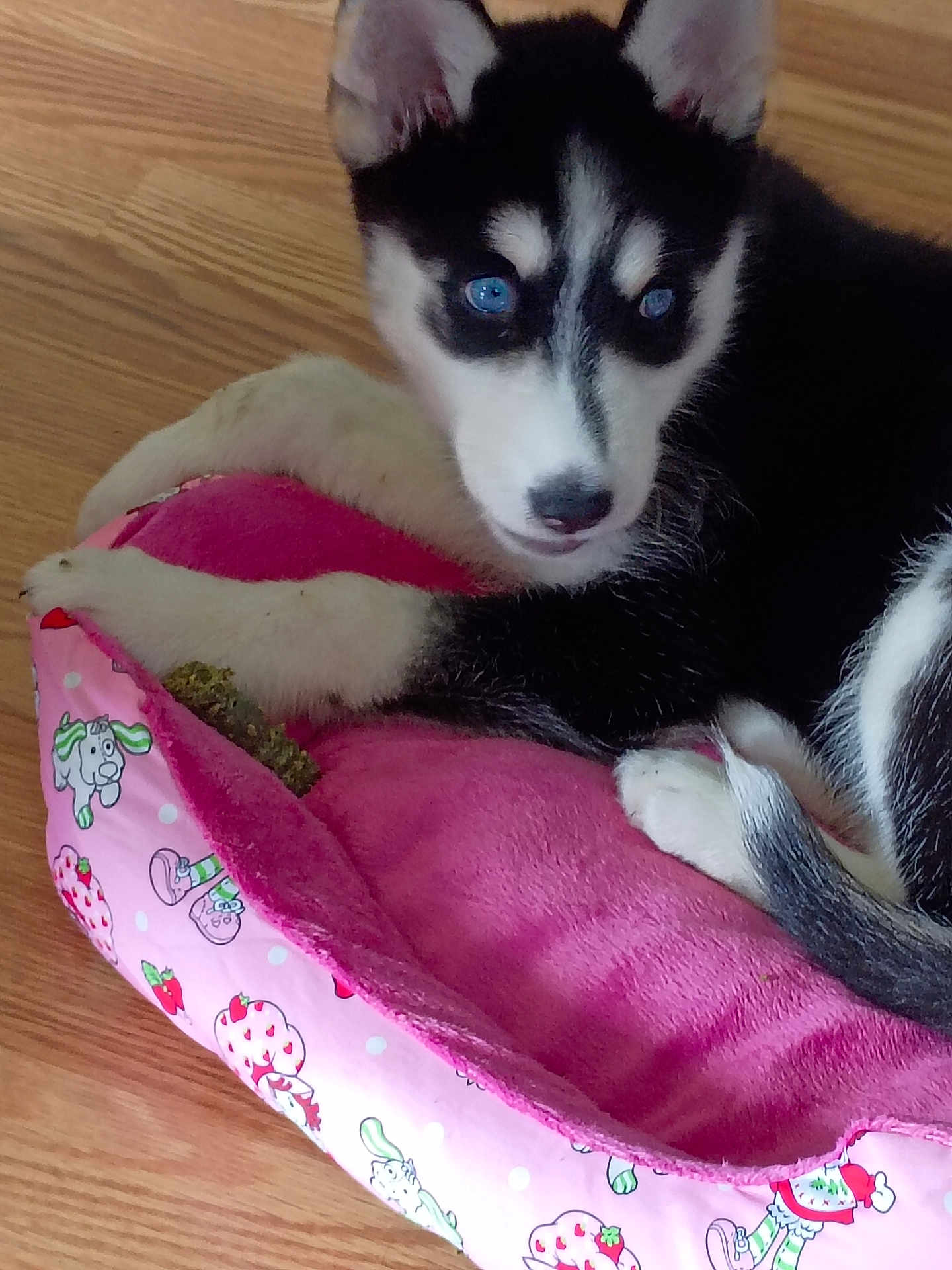 Sadie joined the competition — help win amazing prizes! husky, puppy, dog, blue_eyes, pet_bed, pink, cartoon_pattern, wooden_floor, fur, cute, animal, indoor, resting, young_dog, cozy, domestic_animal, close_up, comfort, relaxing, adorable