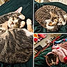 cat, tabby_cat, sleeping, cozy, blanket, bed, paws, fur, indoor, resting, cute, animal, pet, napping, feline, striped, soft, relaxed, collage, pink_blanket