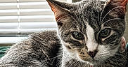 Lainey Marie joined the competition — help win amazing prizes! cat, tabby, pet, indoor, relaxed, feline, collar, bell, window_blinds, green_blanket, close_up, whiskers, ears, fur, animal, cute, domestic, resting, portrait, daylight