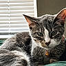 cat, tabby, pet, indoor, relaxed, feline, collar, bell, window_blinds, green_blanket, close_up, whiskers, ears, fur, animal, cute, domestic, resting, portrait, daylight