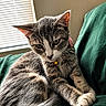 Lainey Marie joined the competition — help win amazing prizes! cat, gray_tabby, white_paws, indoor, sunlight, window_blinds, green_fabric, relaxed, pet, domestic_cat, feline, close_up, fur, whiskers, collar, bell, cute, animal, resting, soft_light