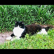 Silly joined the competition — help win amazing prizes! animal, black_and_white, cat, daylight, eyes, feline, fluffy, fur, garden, grass, greenery, laying_down, mammal, nature, outdoor, pets, relaxed, resting, whiskers, wildlife