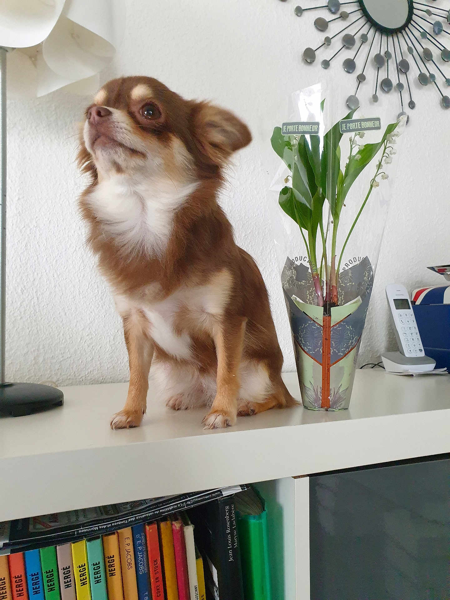 Sylvie Le Louet participe au concours pour gagner de l'argent avec cette photo : books, brown_dog, curious, cute, decorative_mirror, dog, domestic, furniture, houseplant, indoor, lamp, pet, plastic_wrap, potted_plant, shelf, sitting, small_dog, telephone, wall, white_fur