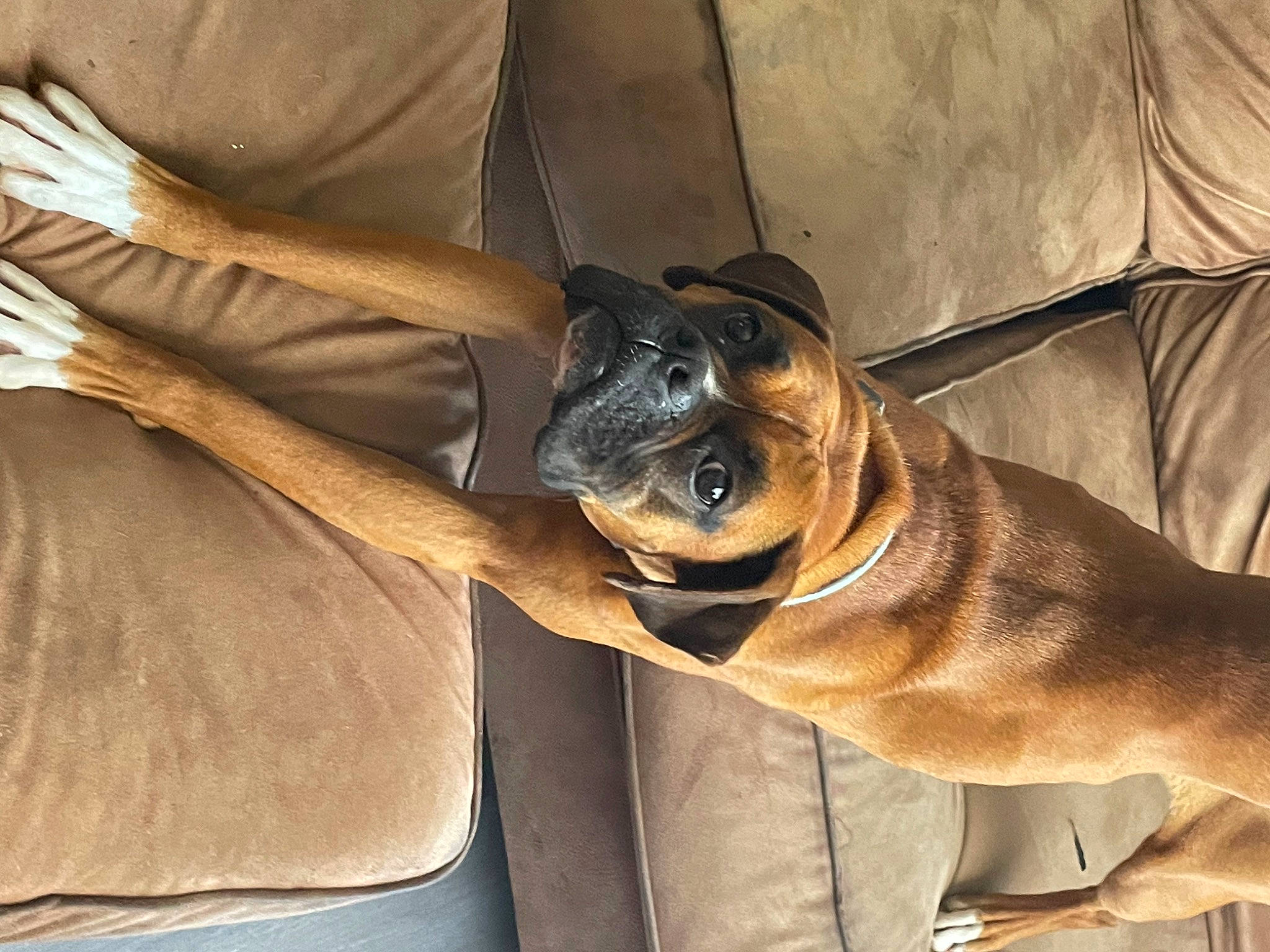 Alexis is registered to the contest to win money with this photo: canidae, carnivore, chair, collar, comfort, companion_dog, couch, dog, dog_breed, dog_collar, fawn, guard_dog, snout, sporting_group, toy_dog, whiskers, window, wood, working_animal, wrinkle