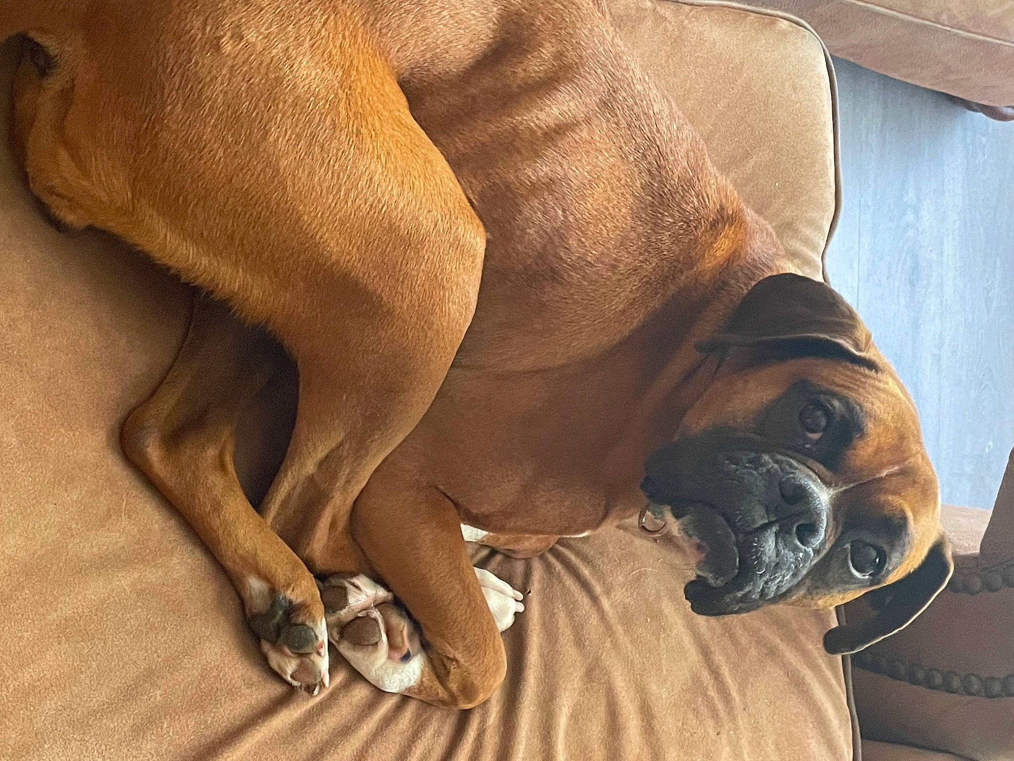 Alexis is registered to the contest to win money with this photo: boxer, brown, bulldog, canidae, carnivore, comfort, companion_dog, dog, dog_breed, fawn, flooring, hardwood, liver, paw, snout, sporting_group, terrestrial_animal, wood, working_animal, wrinkle
