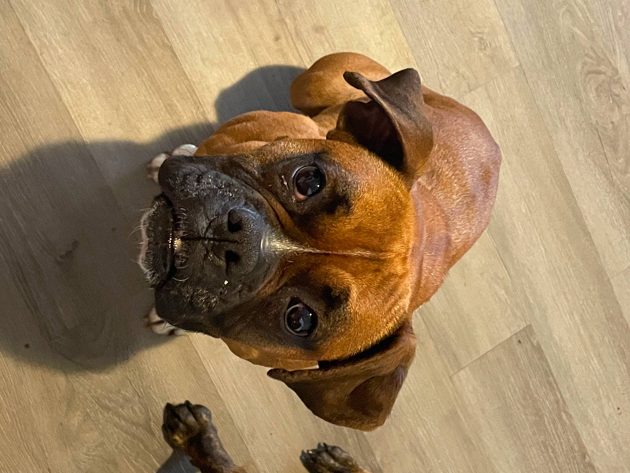 Alexis joined the competition — help win amazing prizes! boxer, canidae, carnivore, collar, companion_dog, dog, dog_breed, dog_collar, fawn, hat, liver, paw, pet_supply, snout, sporting_group, terrestrial_animal, whiskers, wood, working_animal, wrinkle