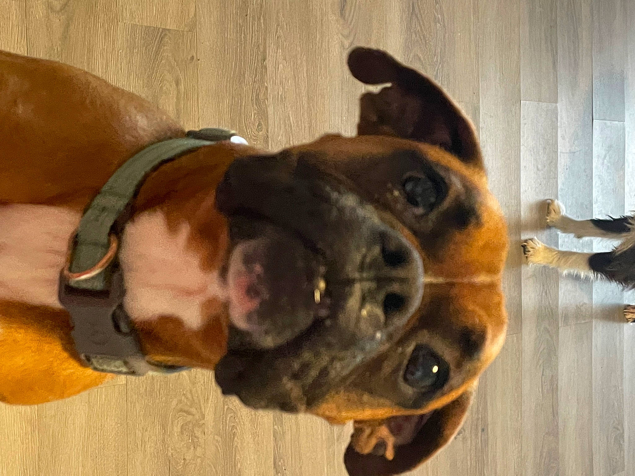 Alexis is registered to the contest to win money with this photo: canidae, carnivore, collar, companion_dog, dog, dog_breed, dog_collar, ear, fashion_accessory, fawn, fur, jaw, liver, pet_supply, snout, sporting_group, whiskers, wood, working_animal, working_dog