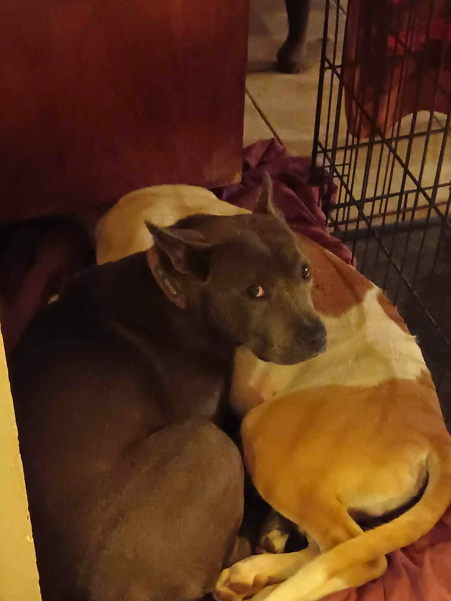 Sunflower is registered to the contest to win money with this photo: canidae, carnivore, comfort, companion_dog, dog, dog_breed, fawn, guard_dog, hardwood, non_sporting_group, pet_supply, sighthound, sporting_group, tail, terrestrial_animal, toy_dog, wood, working_animal