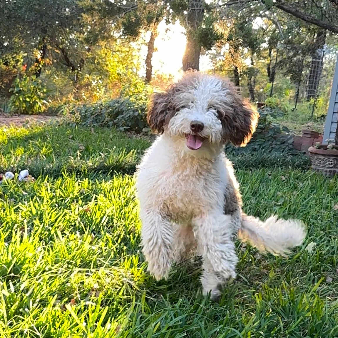 Nami joined the competition — help win amazing prizes! animal, backyard, canine, dog, grass, green, grove, herbal, land, lawn, nature, outdoors, park, pet, plant, puppy, tree, vegetation, woodland, yard