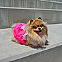 animal, concrete, cute, daylight, dog, fluffy, fur, happy, mammal, outdoor, pet, pink_skirt, pomeranian, portrait, sitting, small_dog, smiling, sunlight, tongue_out, wearing_clothes