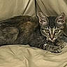 cat, tabby_cat, pet, feline, bed, blanket, bedding, indoors, home, sleeping, lounging, lying_down, crossed_paws, collar, bell, whiskers, ears, yellow_eyes, portrait, cozy