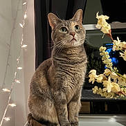 Dakota joined the competition — help win amazing prizes! cat, tabby_cat, indoor, string_lights, window, flowers, cat_tree, perched, curious, feline, pet, fur, whiskers, night, reflection, cozy, houseplant, decor, animal, looking_up