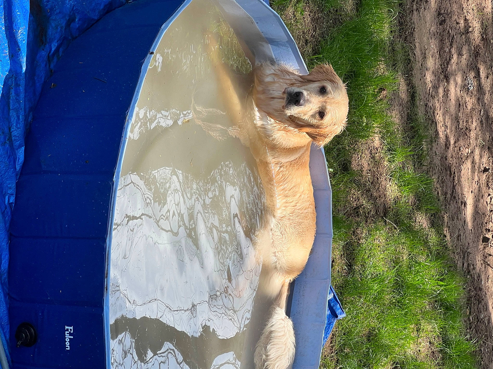 Oswald is registered to the contest to win money with this photo: art, azure, big_cats, carnivore, electric_blue, eye, fawn, felidae, grass, landscape, plant, polar_bear, rock, sculpture, snout, terrestrial_animal, tree, trunk, whiskers, wildlife