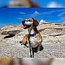 dog, beagle, pet, animal, sitting, outdoor, rock, rocks, mountain, landscape, blue_sky, clouds, sunny, leash, collar, harness, tongue, happy, portrait, nature
