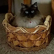 Ella joined the competition — help win amazing prizes! cat, kitten, fluffy, long_hair, blue_eyes, indoors, basket, woven_basket, sitting, pet, collar, bell, whiskers, black_face, cream_fur, carpet, furniture, cozy, portrait, animal