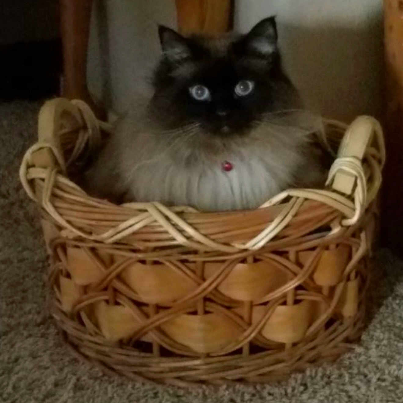 Ella