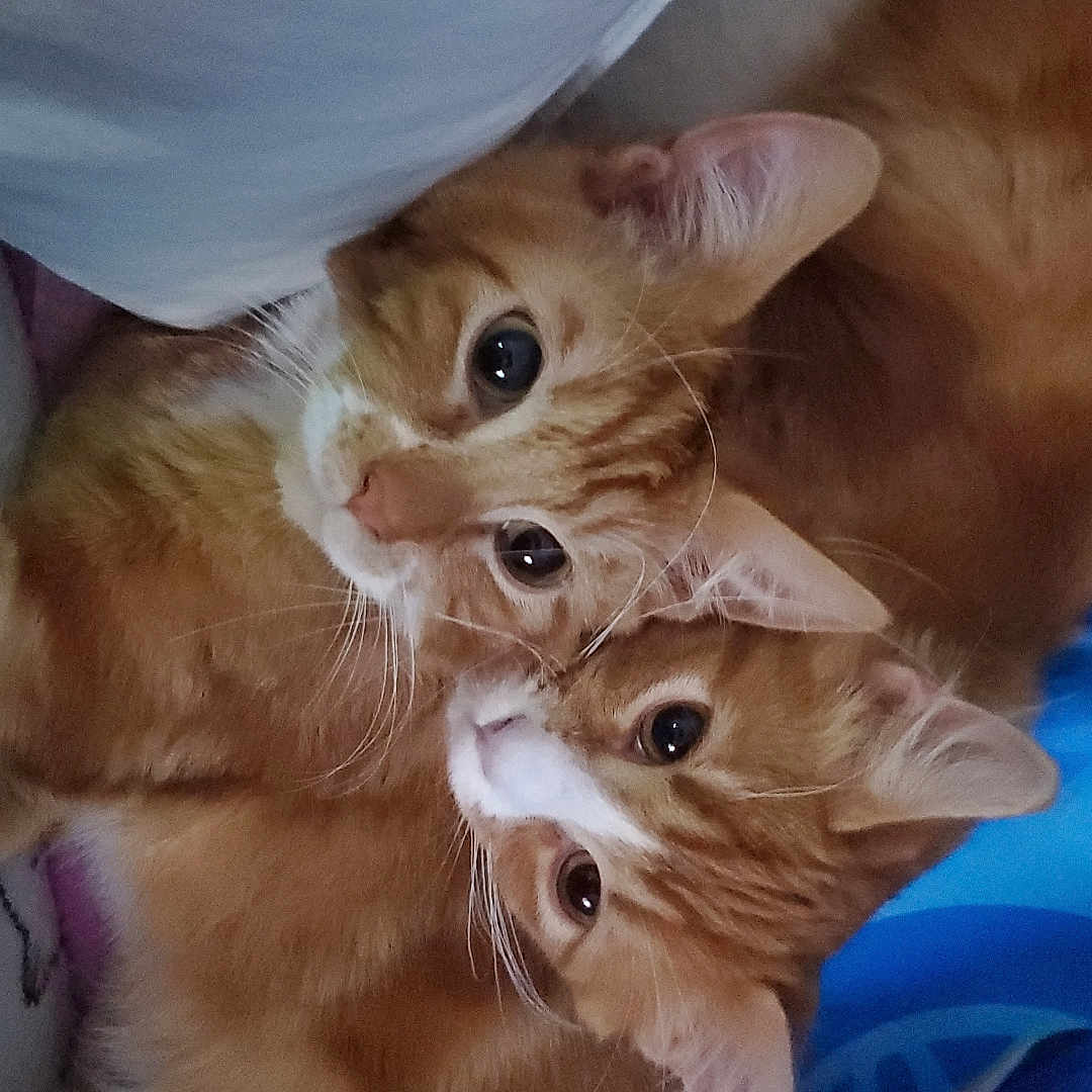 Kyo-Tetsu is registered to the contest to win money with this photo: abyssinian, animal, cat, couch, furniture, kitten, manx, pet