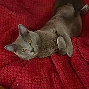 Azalée participe au concours pour gagner de l'argent avec cette photo : cat, gray_cat, pet, animal, feline, relaxed, looking_up, amber_eyes, blanket, red_blanket, cozy, indoor, fur, whiskers, cute, mammal, resting, soft_texture, home, comfort